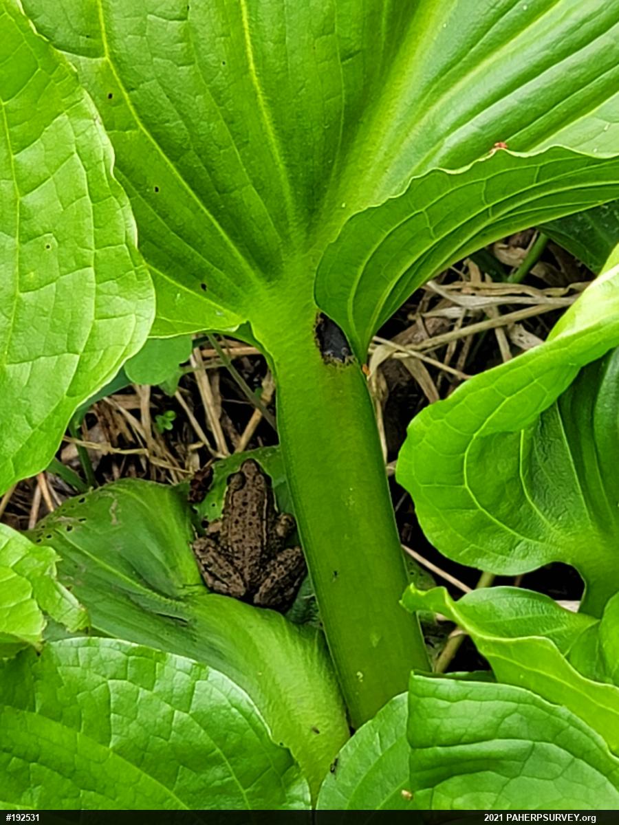 Green Frog