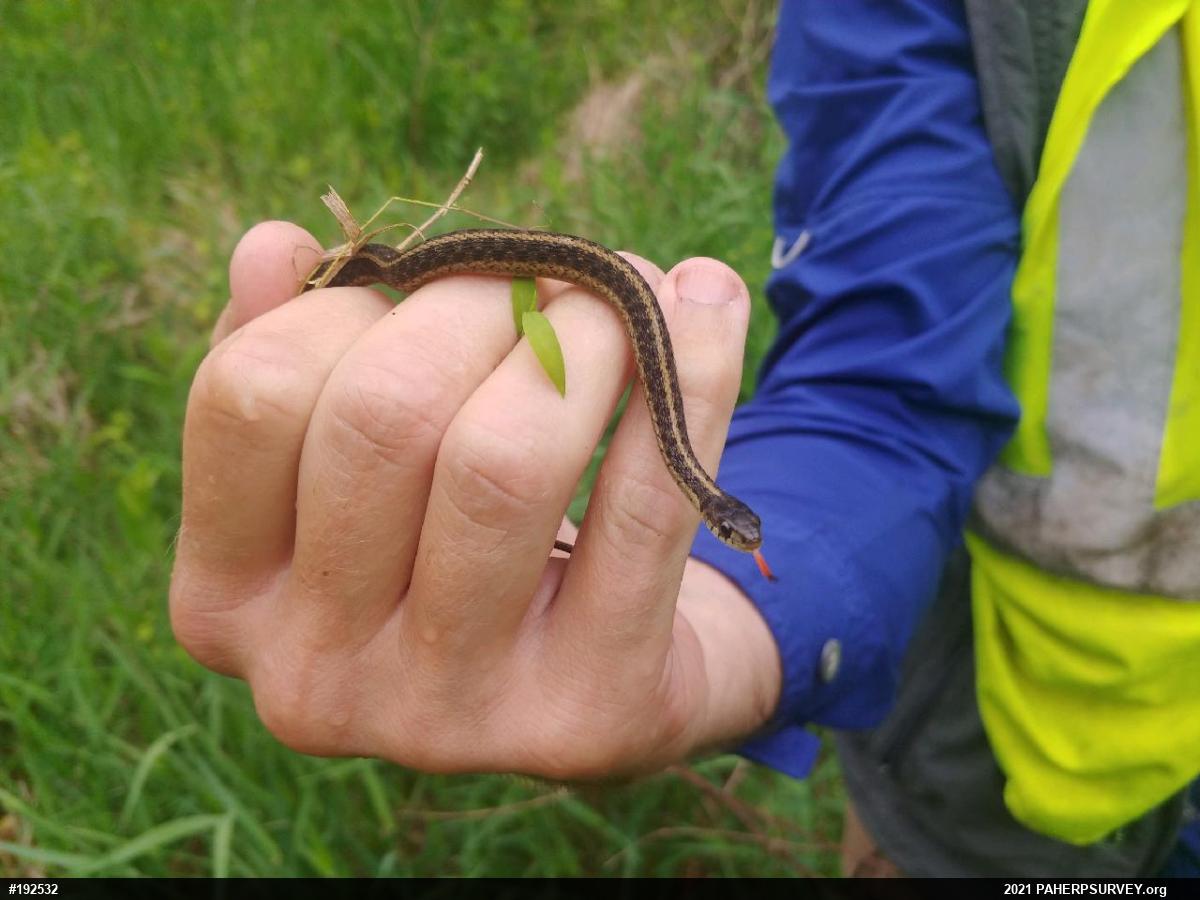 Eastern Gartersnake