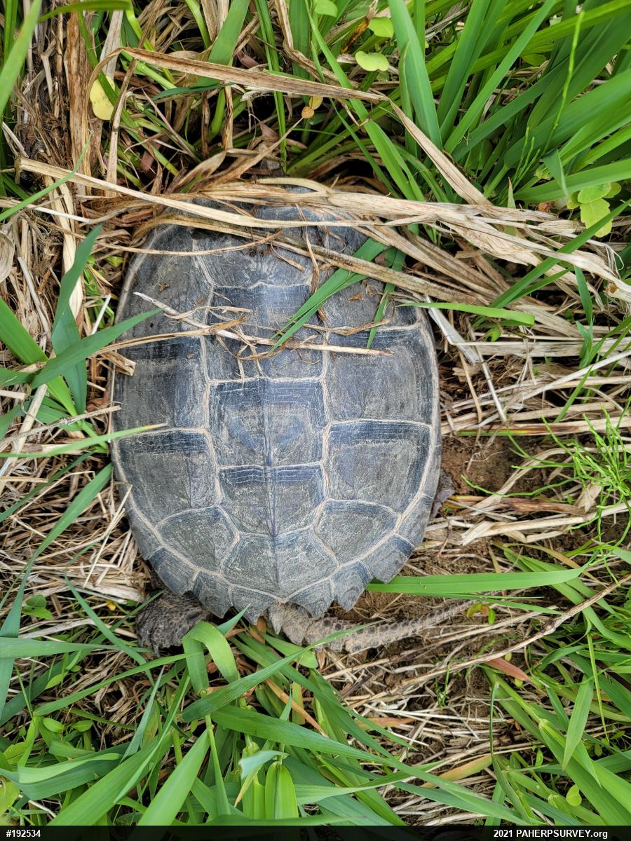 Snapping Turtle