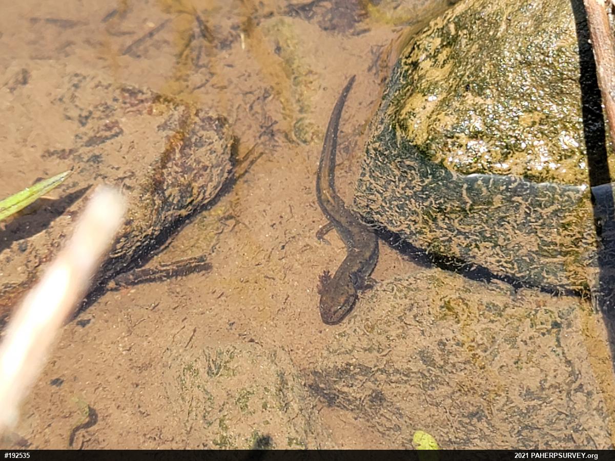 Northern Two-lined Salamander