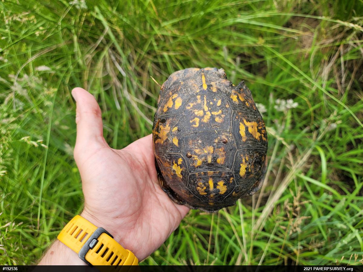 Eastern Box Turtle