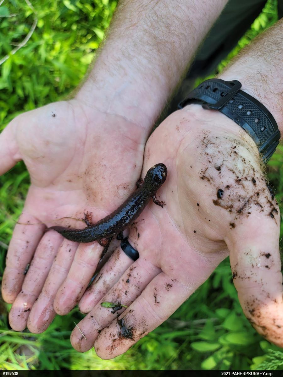 Northern Red Salamander