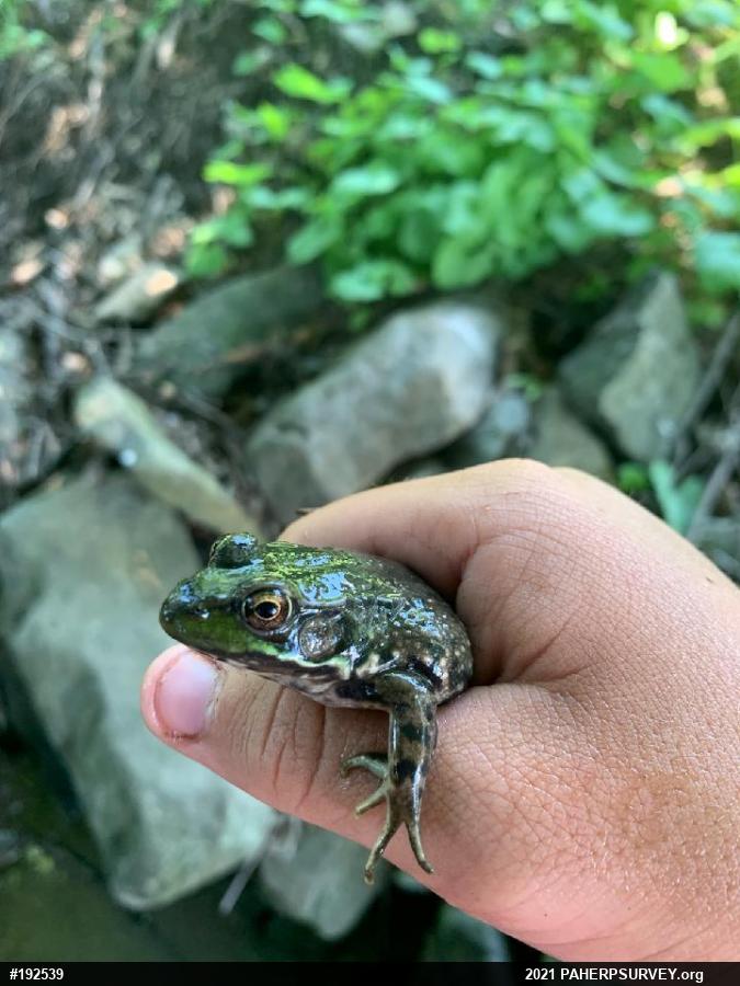 Green Frog