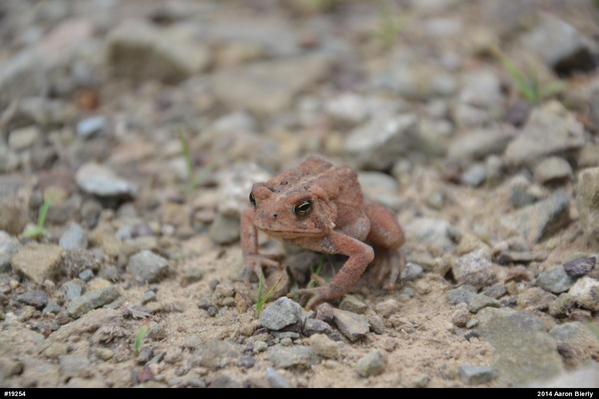 Eastern American Toad