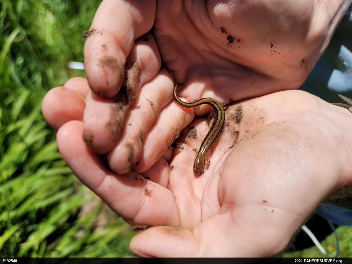 Northern Two-lined Salamander
