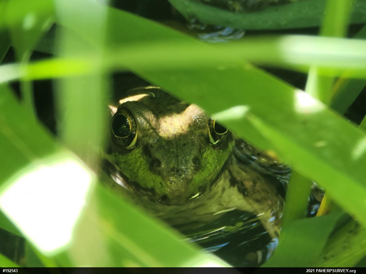 True Frogs