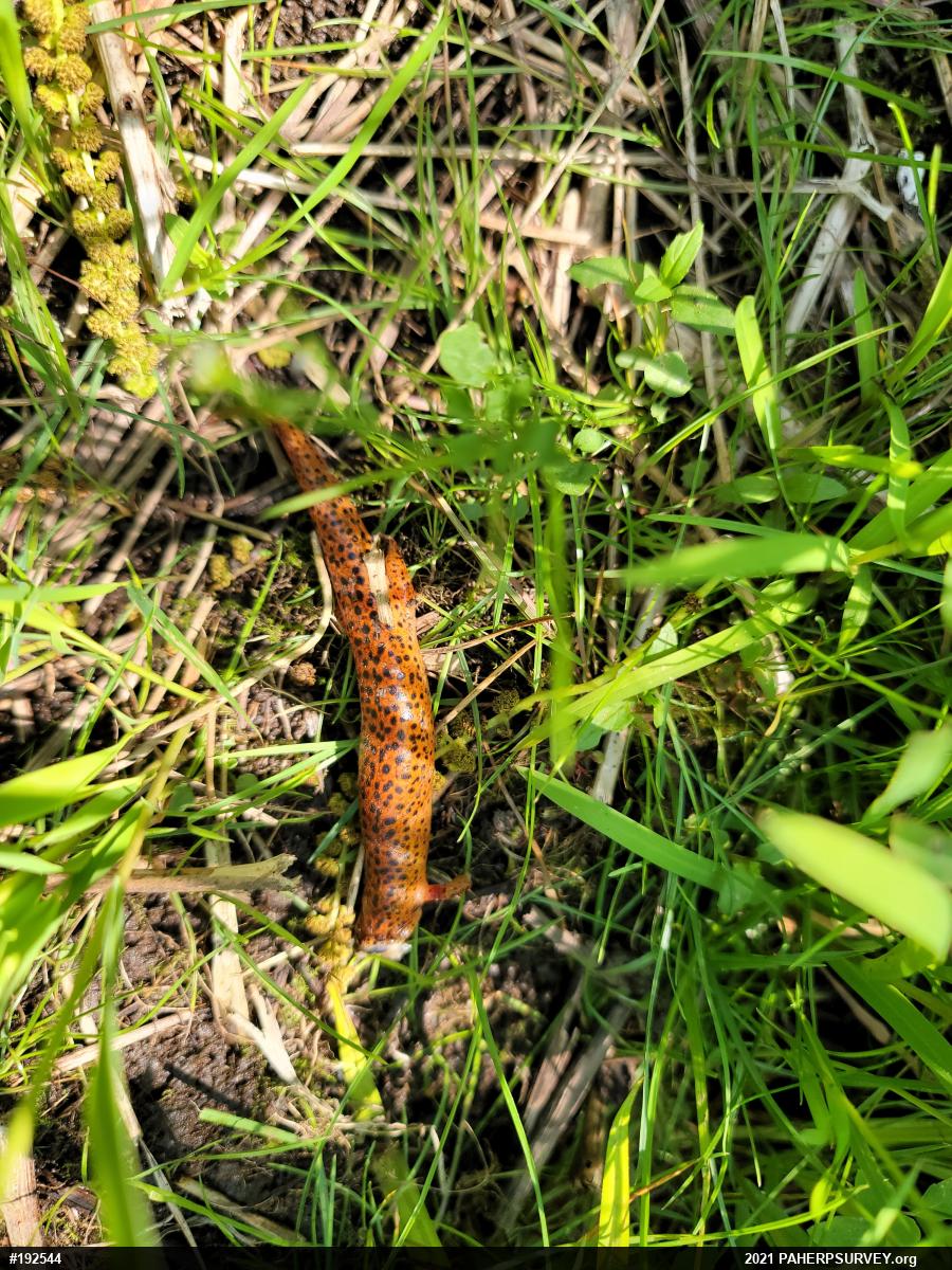 Northern Red Salamander