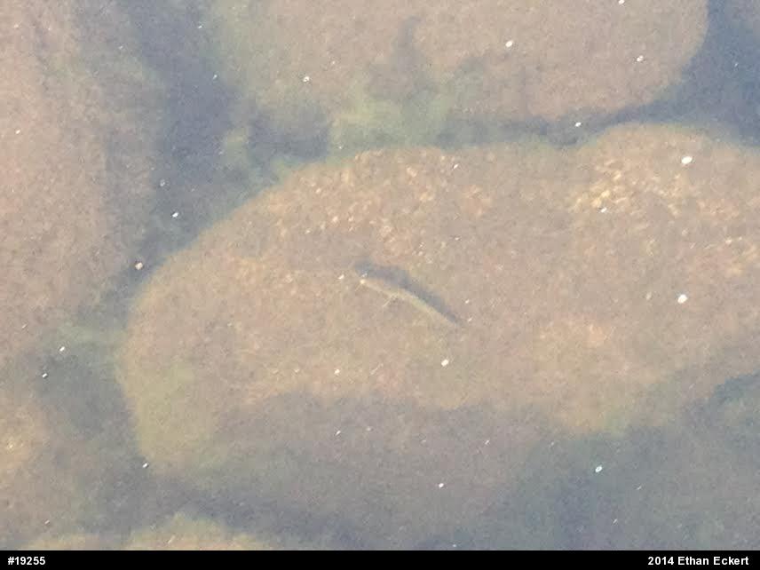 Red-spotted Newt