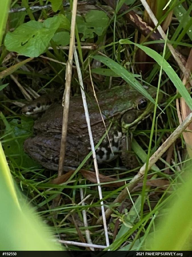 Green Frog