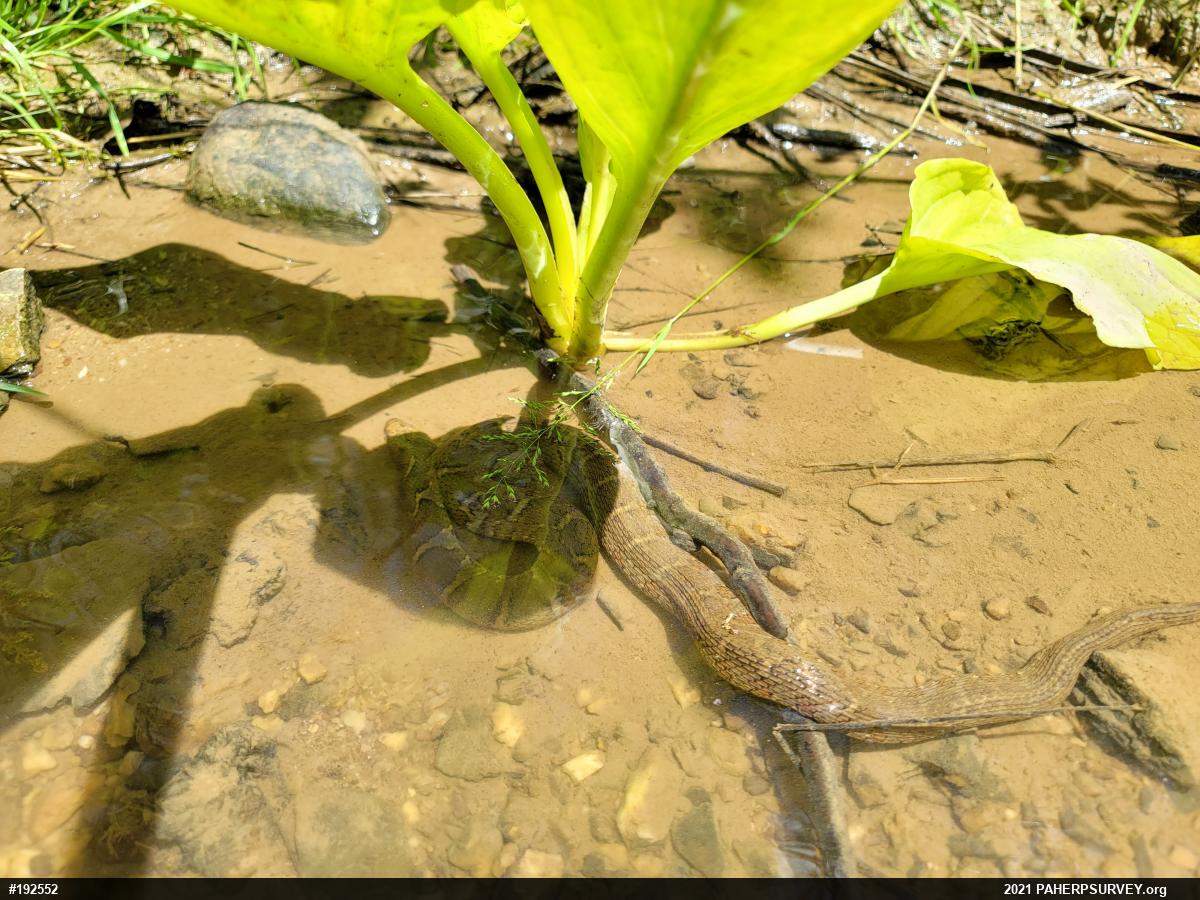Northern Watersnake