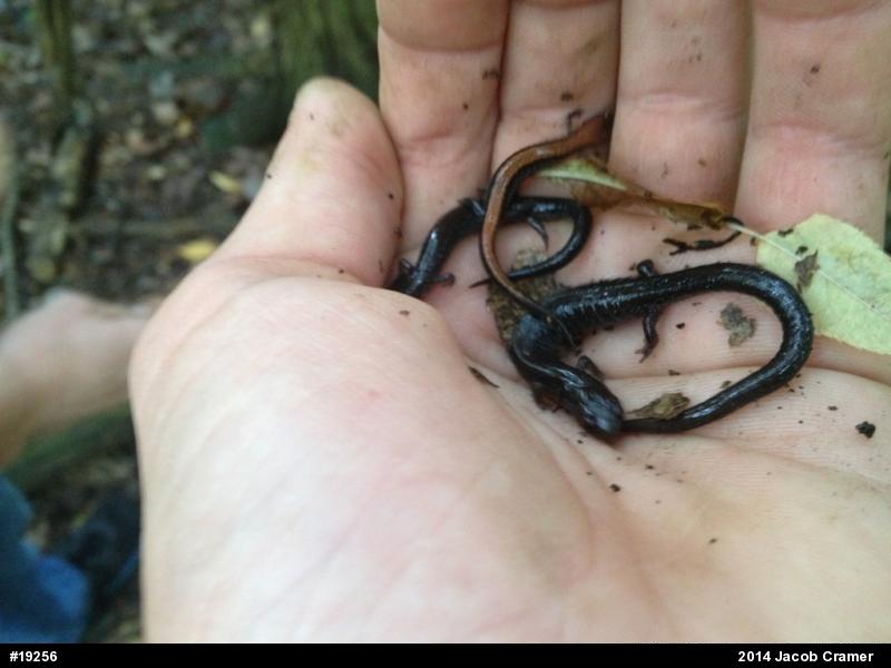 Eastern Red-backed  Salamander