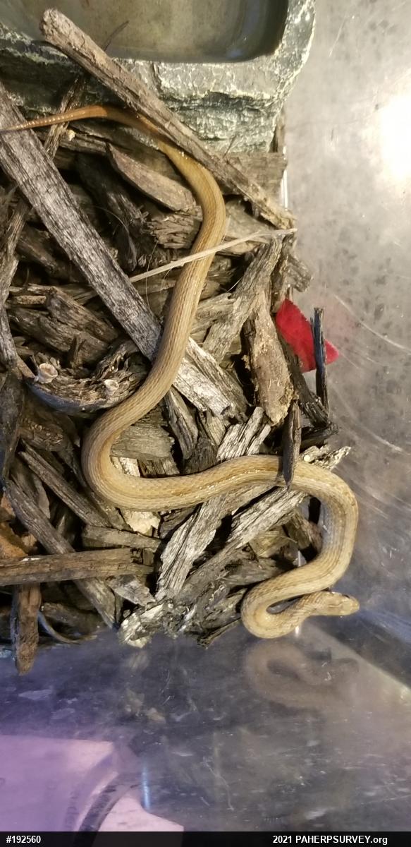 Dekay's Brownsnake