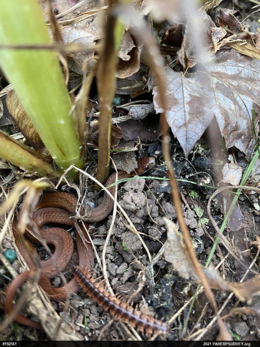 Red-bellied Snake
