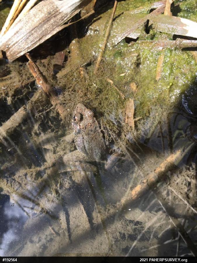 Green Frog