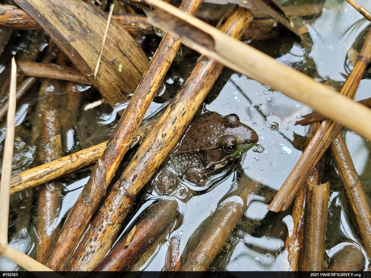 Green Frog