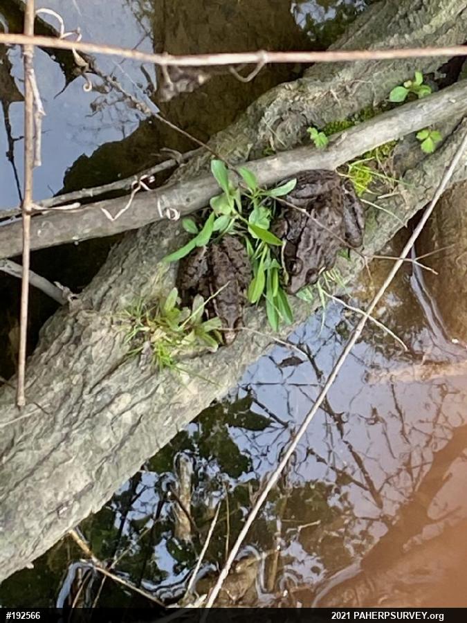 Green Frog