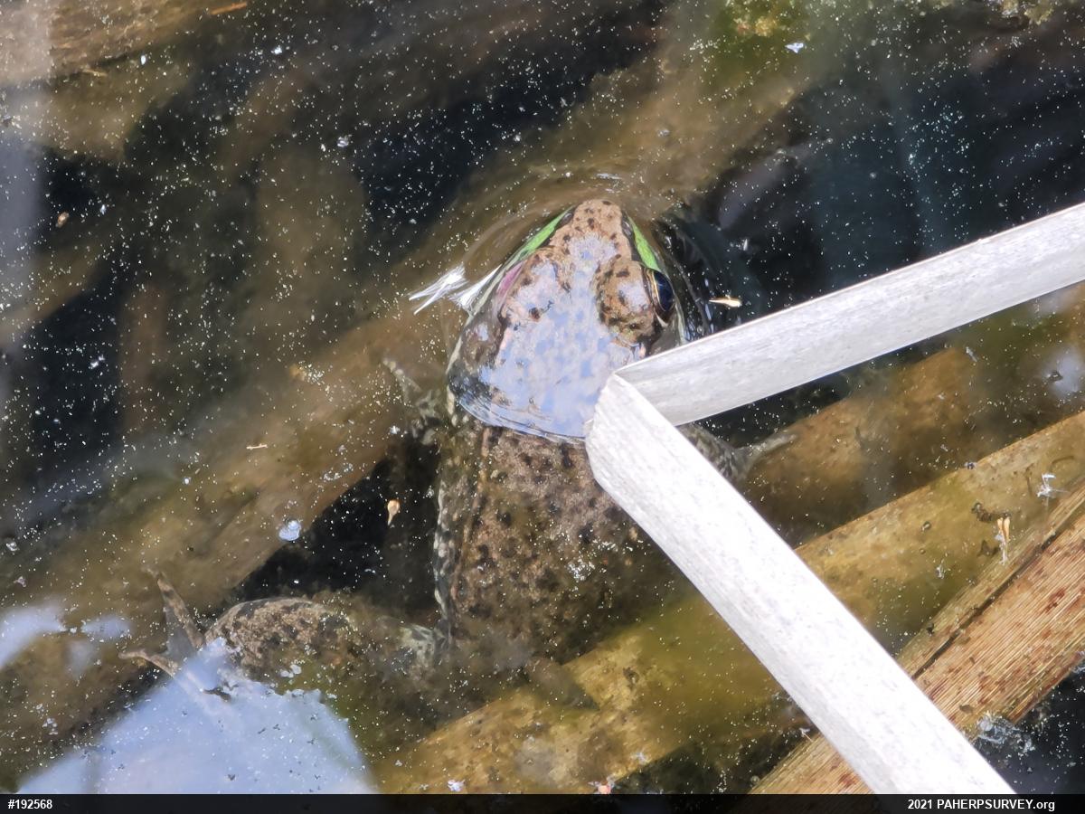 Green Frog