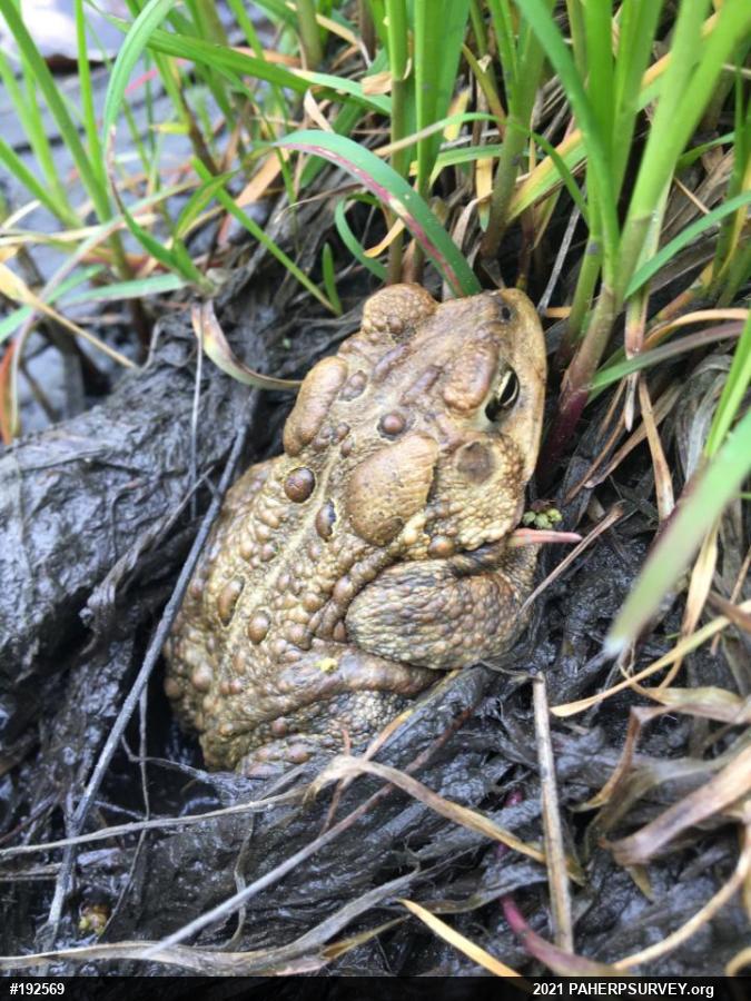 Eastern American Toad