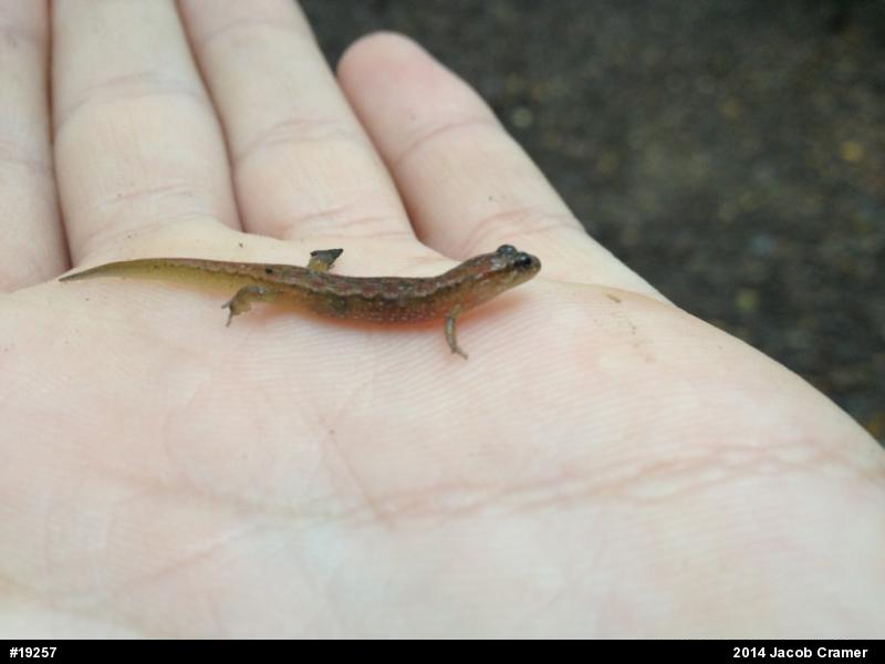 Northern Dusky Salamander