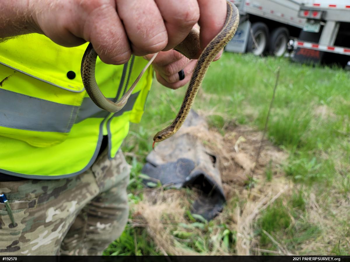Eastern Gartersnake