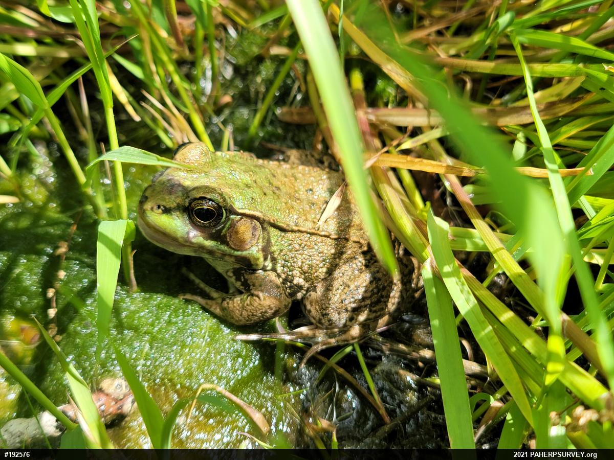 Green Frog