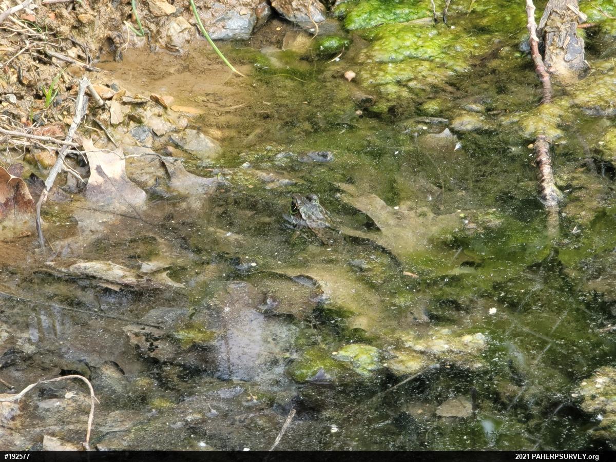 Green Frog