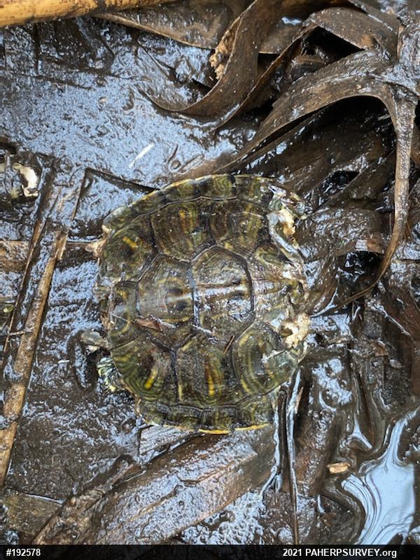 Red-eared Slider