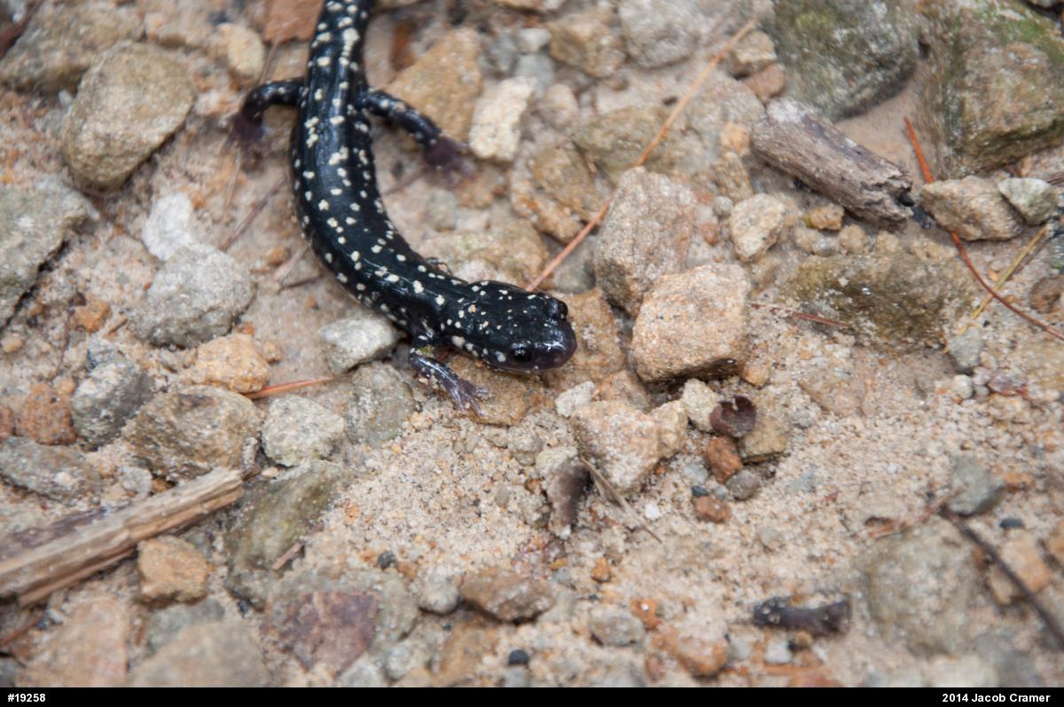 Northern Slimy Salamander