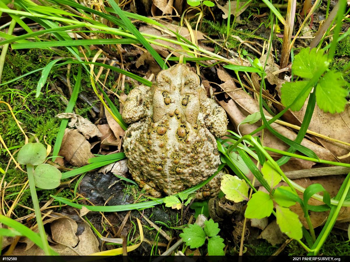 Eastern American Toad