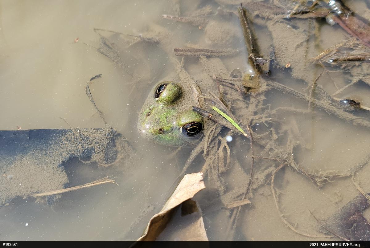 True Frogs