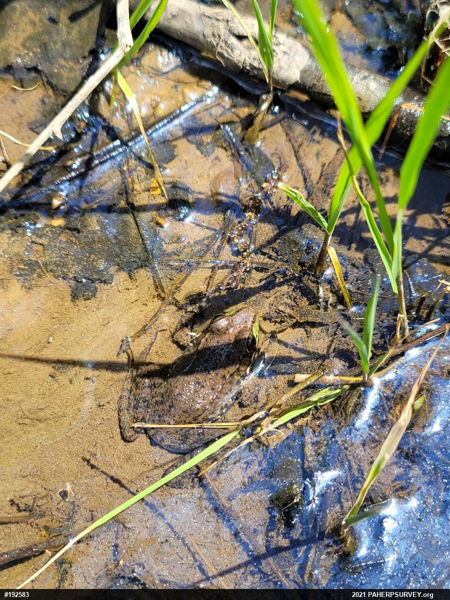 Green Frog