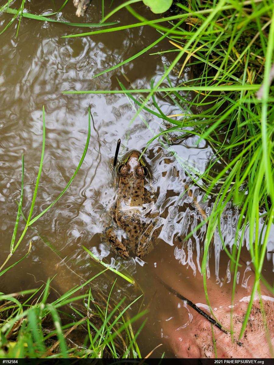 Green Frog