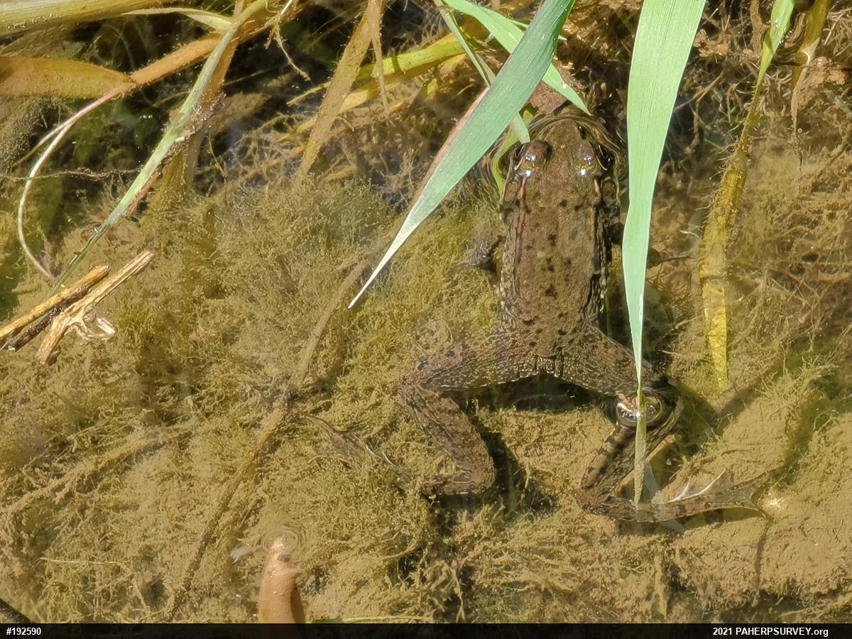 Green Frog