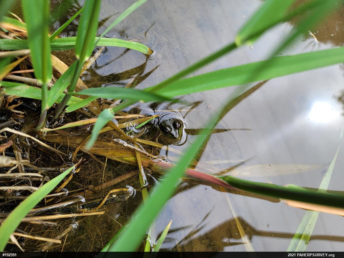 Green Frog
