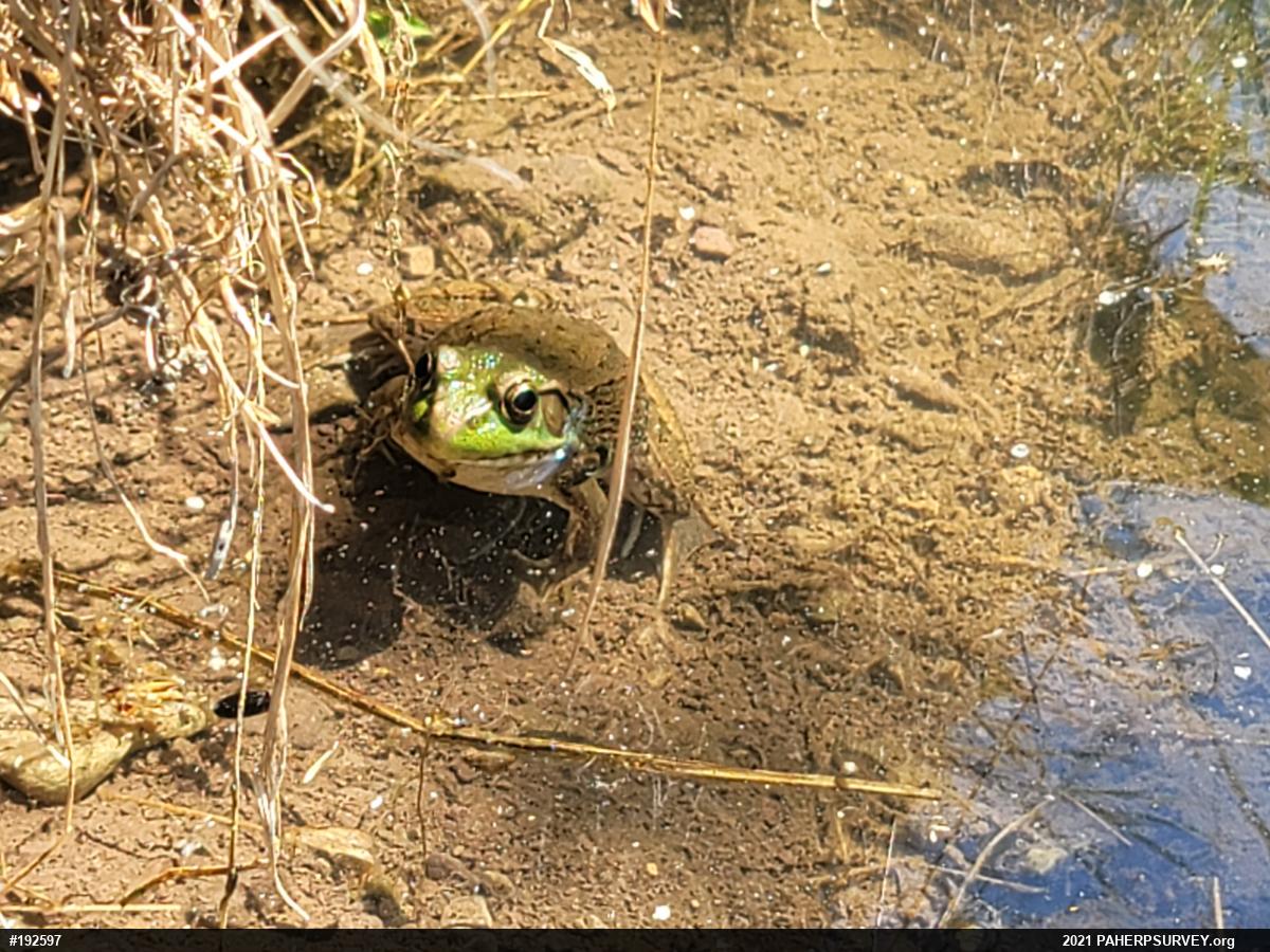 Green Frog