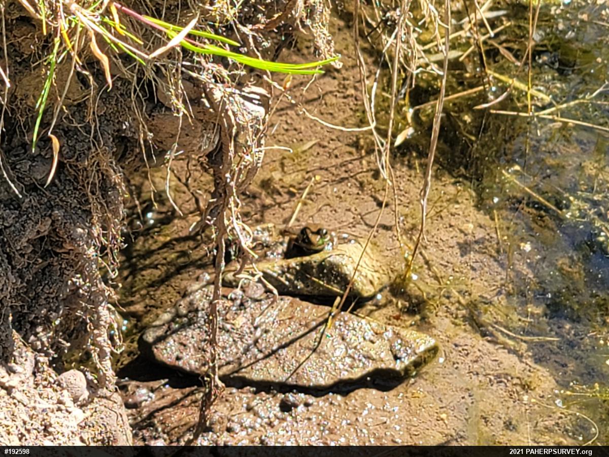True Frogs
