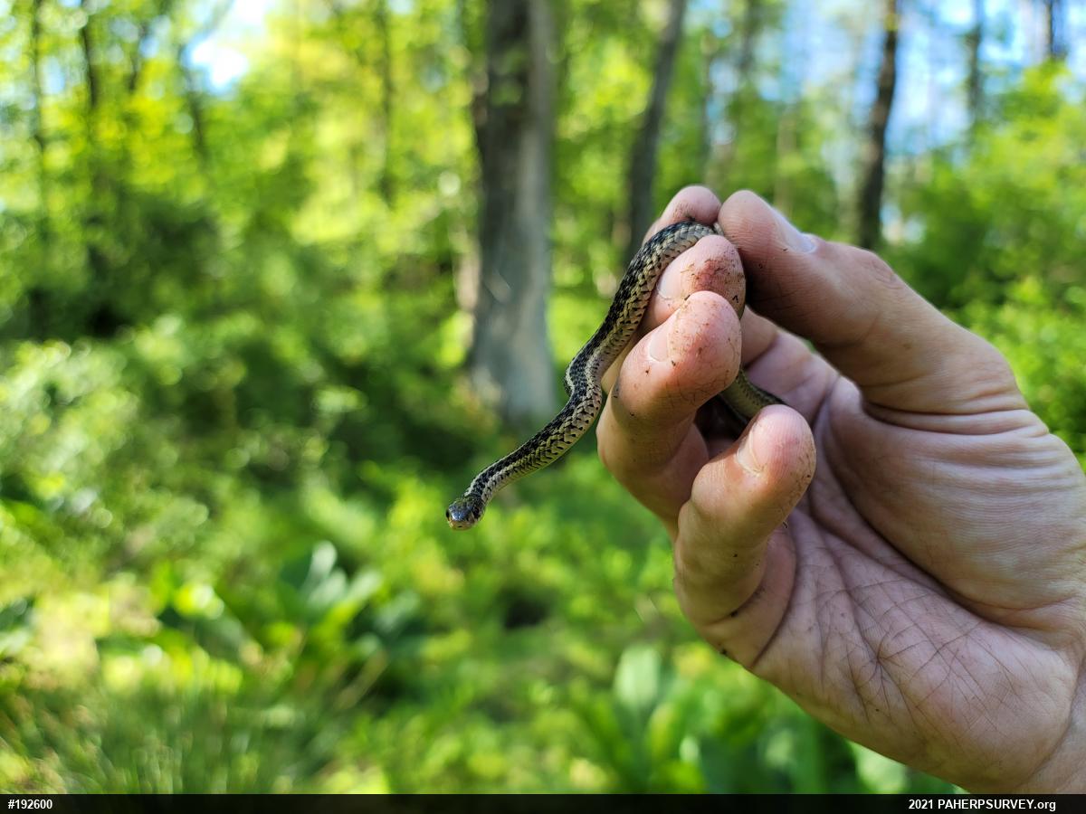 Eastern Gartersnake