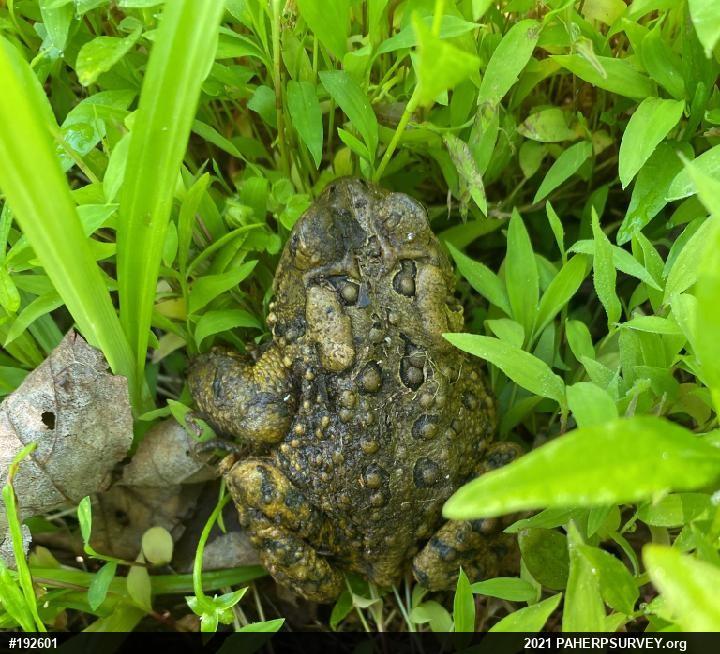 Eastern American Toad