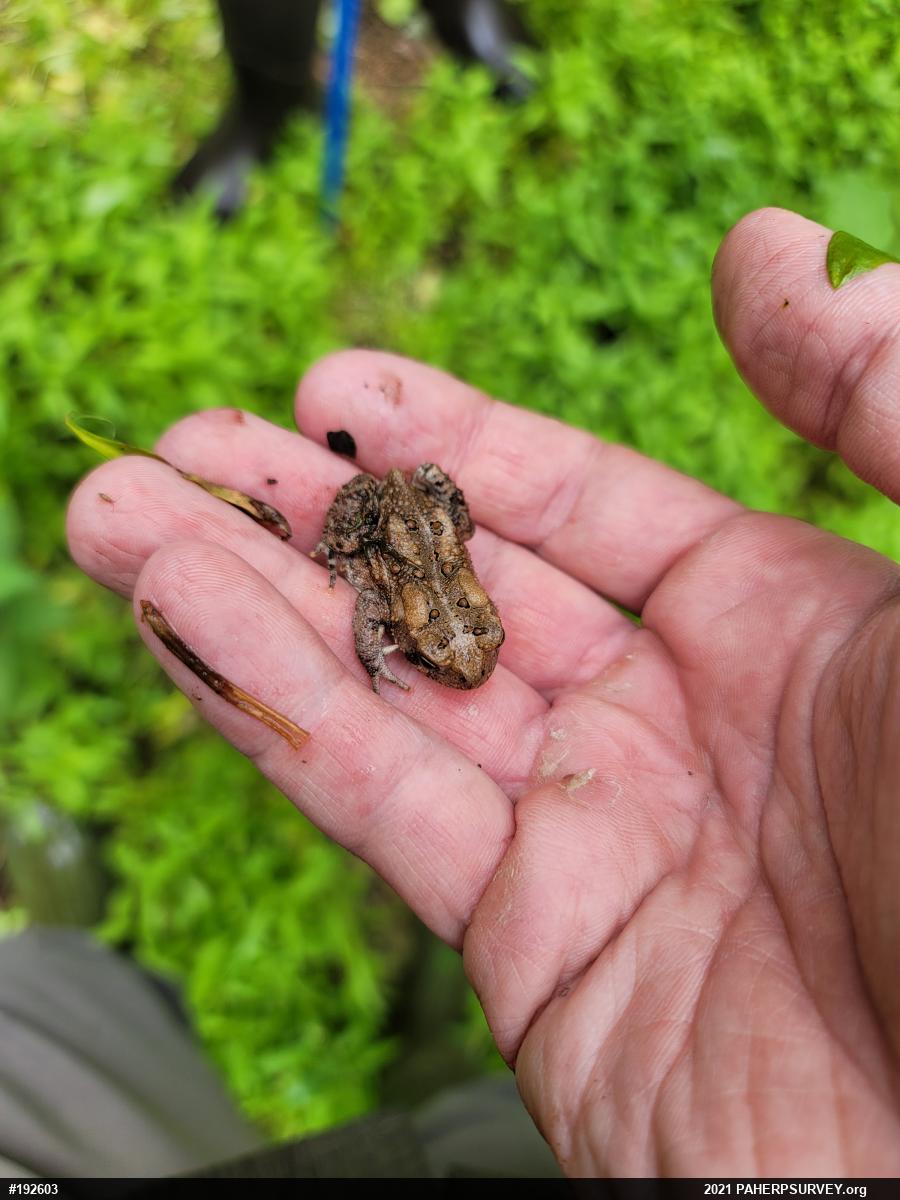 Eastern American Toad