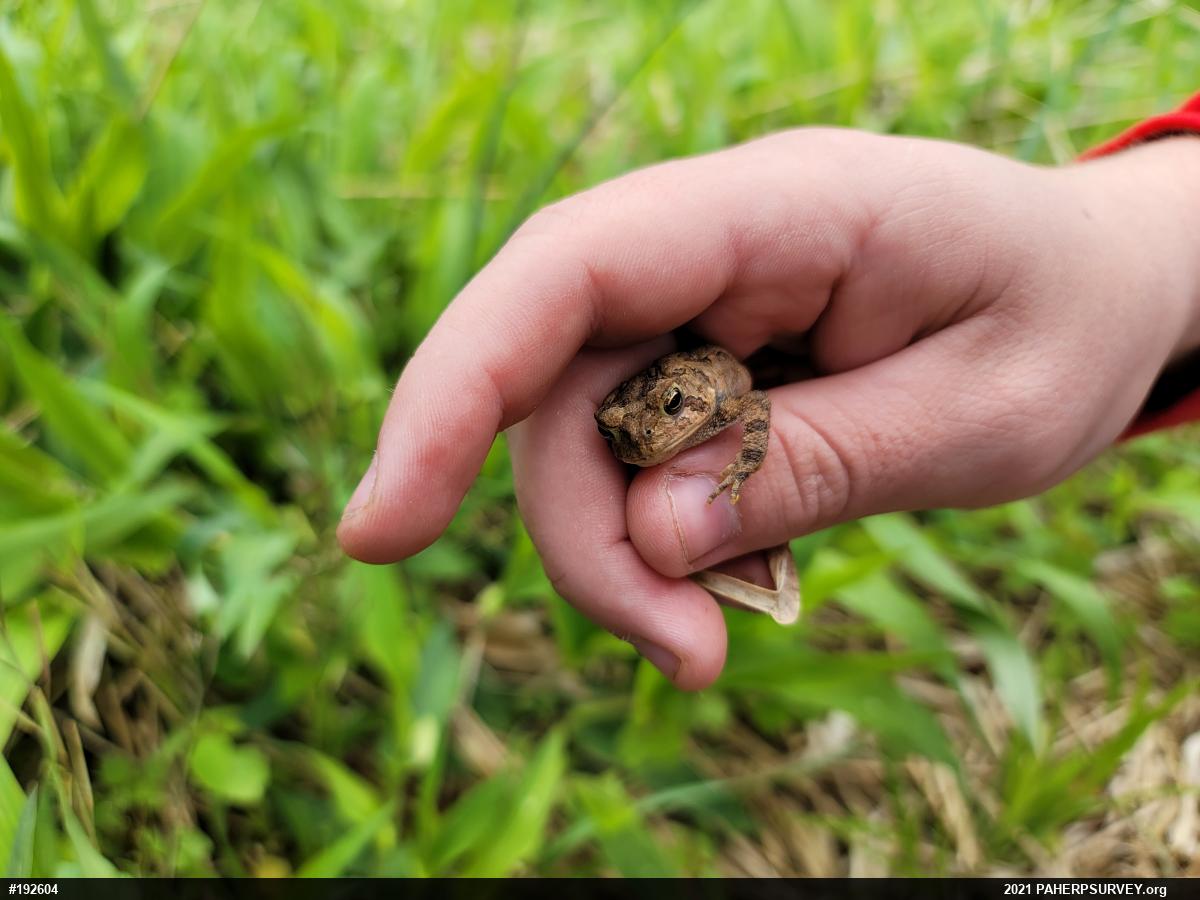 Eastern American Toad