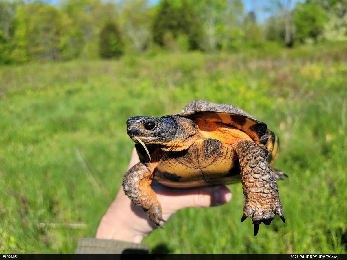 Wood Turtle
