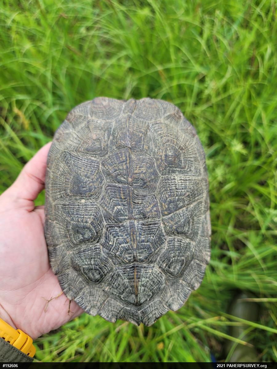 Wood Turtle