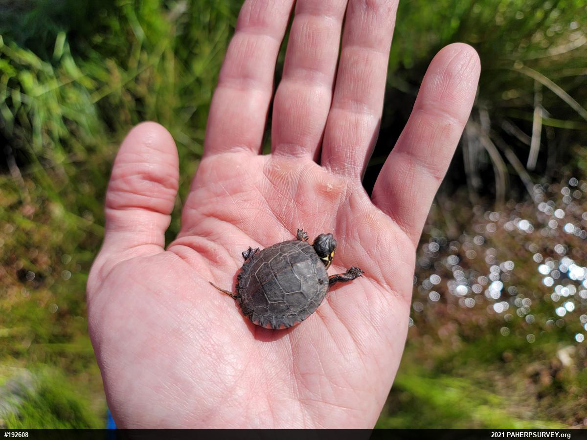 Painted Turtle
