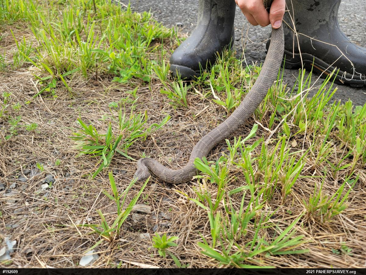 Northern Watersnake