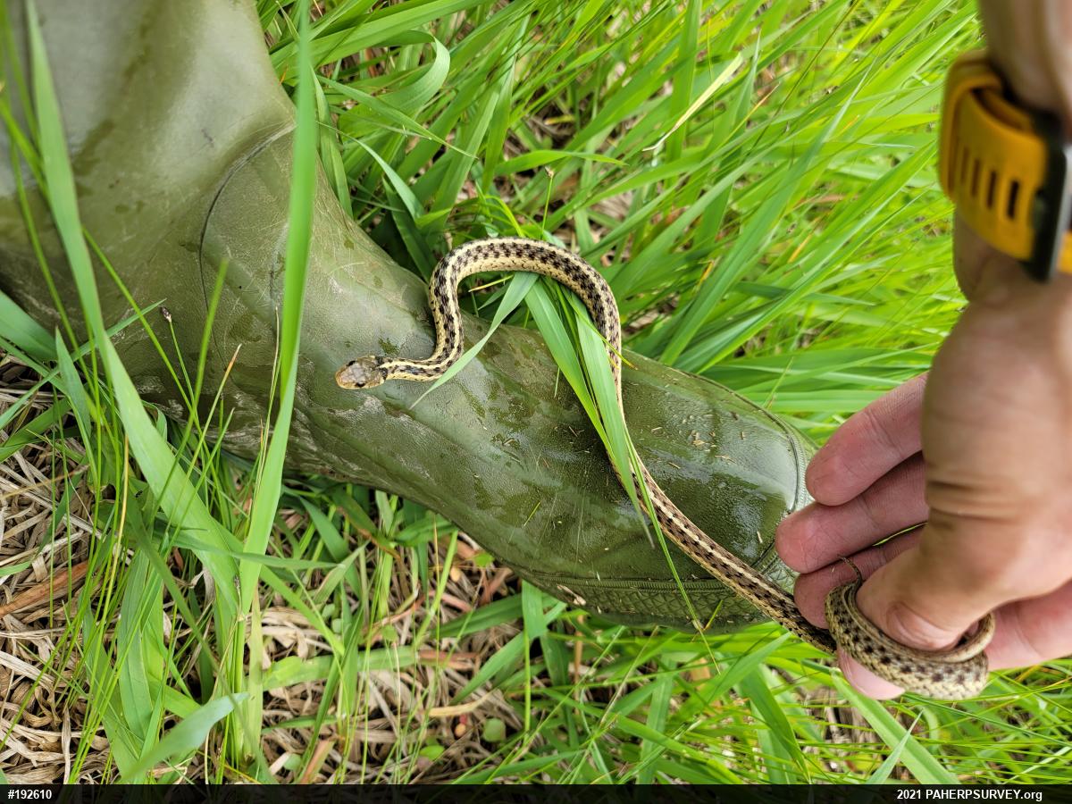 Eastern Gartersnake