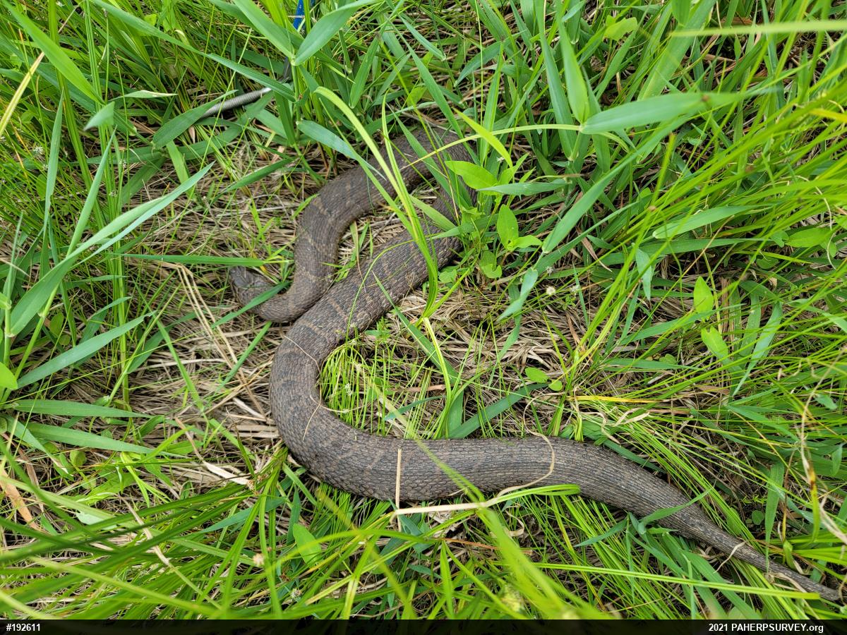 Northern Watersnake