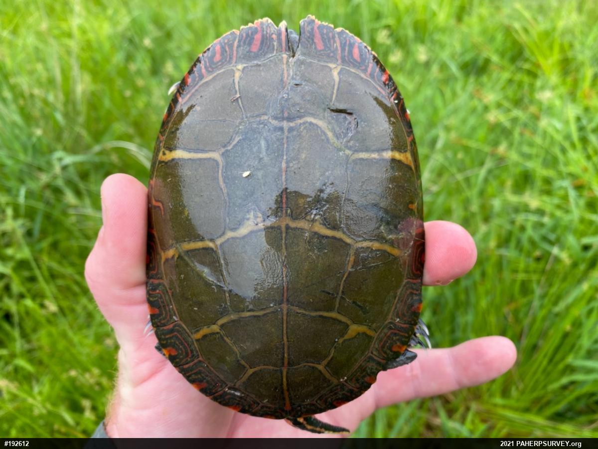 Painted Turtle