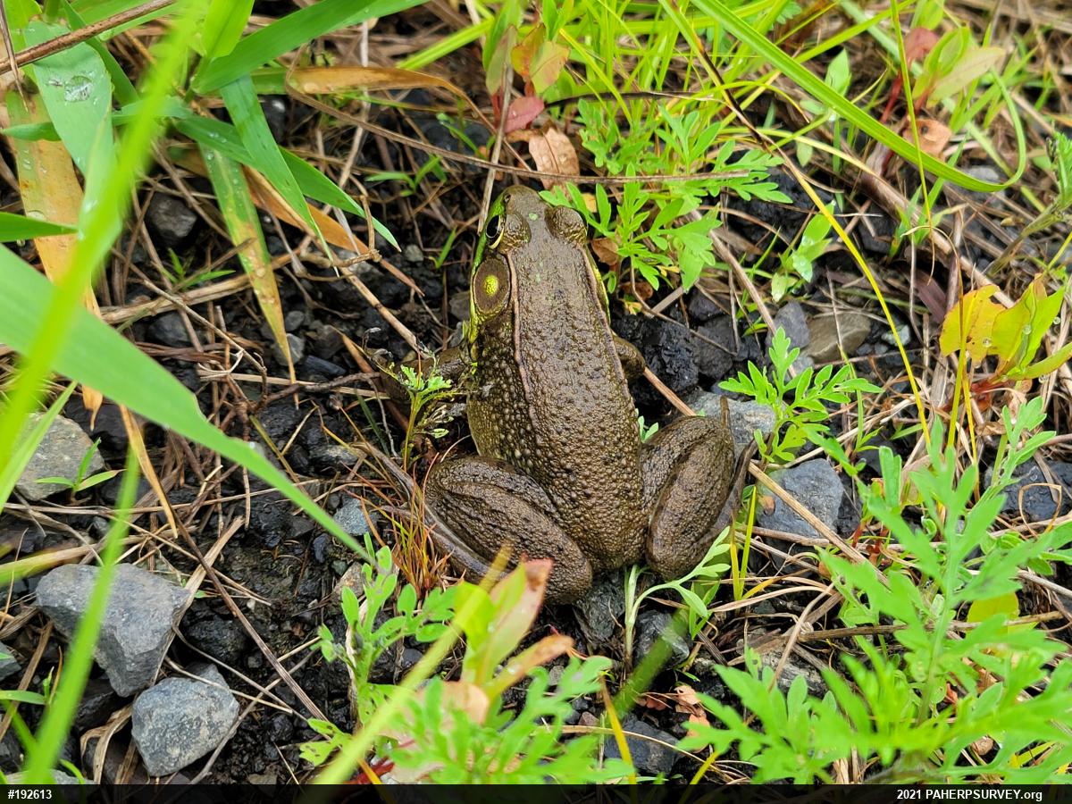 Green Frog