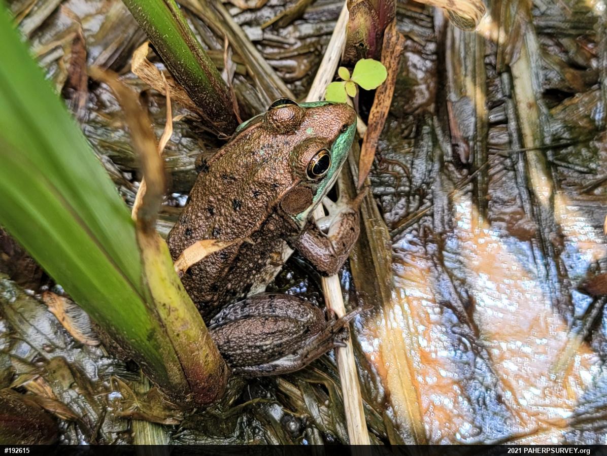 Green Frog