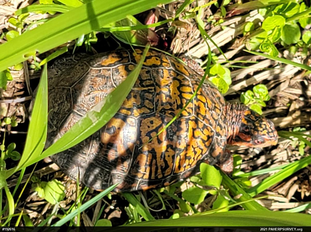 Eastern Box Turtle